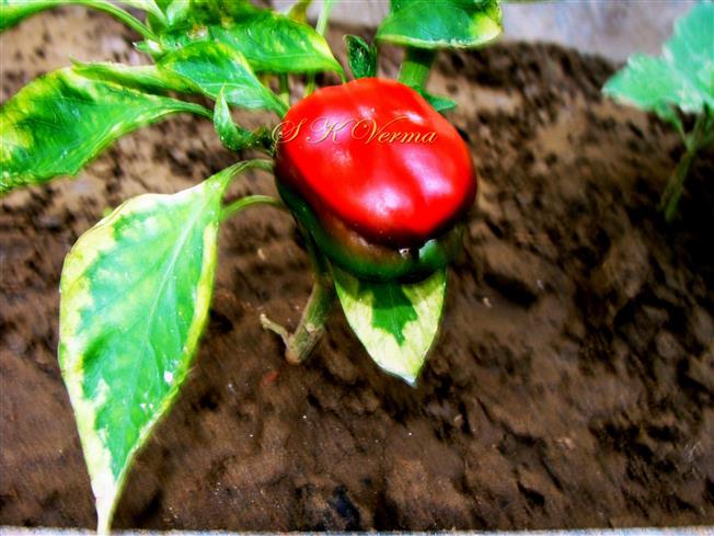 Fruit
